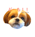あられに集まる犬好きさんのスタンプ♡（個別スタンプ：2）