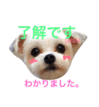 あられに集まる犬好きさんのスタンプ♡（個別スタンプ：4）