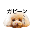 あられに集まる犬好きさんのスタンプ♡（個別スタンプ：6）