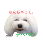 あられに集まる犬好きさんのスタンプ♡（個別スタンプ：9）