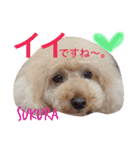 あられに集まる犬好きさんのスタンプ♡（個別スタンプ：10）