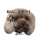 あられに集まる犬好きさんのスタンプ♡（個別スタンプ：13）