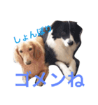 あられに集まる犬好きさんのスタンプ♡（個別スタンプ：14）