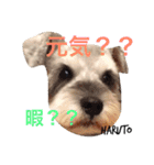 あられに集まる犬好きさんのスタンプ♡（個別スタンプ：17）