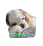 キャバリア LIFE（個別スタンプ：2）