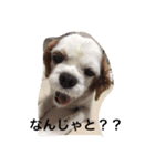 キャバリア LIFE（個別スタンプ：5）
