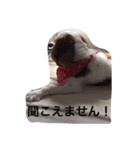 キャバリア LIFE（個別スタンプ：6）