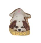 キャバリア LIFE（個別スタンプ：7）