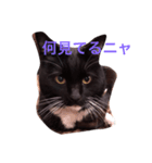 黒猫のたびちゃんのスタンプ。（個別スタンプ：1）