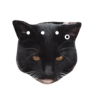 黒猫のたびちゃんのスタンプ。（個別スタンプ：3）