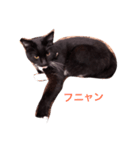 黒猫のたびちゃんのスタンプ。（個別スタンプ：4）