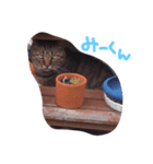 黒猫のたびちゃんのスタンプ。（個別スタンプ：5）