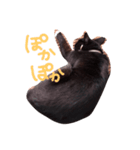 黒猫のたびちゃんのスタンプ。（個別スタンプ：7）