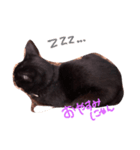 黒猫のたびちゃんのスタンプ。（個別スタンプ：8）