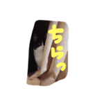 ちょめ（個別スタンプ：3）