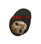 souji2（個別スタンプ：1）