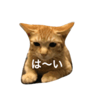 souji2（個別スタンプ：4）