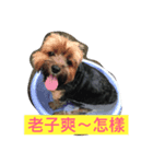wowow_boss（個別スタンプ：1）