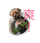 wowow_boss（個別スタンプ：6）