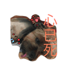 wowow_boss（個別スタンプ：7）