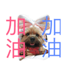 wowow_boss（個別スタンプ：8）