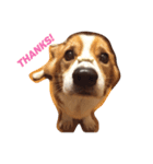 ある日のここ爺（個別スタンプ：3）