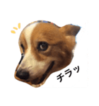 ある日のここ爺（個別スタンプ：8）