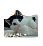 うちの子4にゃん（個別スタンプ：1）