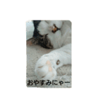 うちの子4にゃん（個別スタンプ：2）