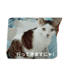 うちの子4にゃん（個別スタンプ：3）
