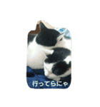 うちの子4にゃん（個別スタンプ：4）