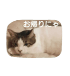 うちの子4にゃん（個別スタンプ：5）