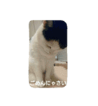 うちの子4にゃん（個別スタンプ：7）