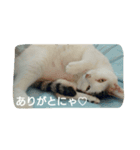 うちの子4にゃん（個別スタンプ：8）