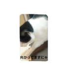 うちの子4にゃん（個別スタンプ：10）