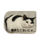うちの子4にゃん（個別スタンプ：15）