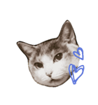 momoko cat（個別スタンプ：3）