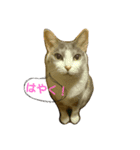 momoko cat（個別スタンプ：4）