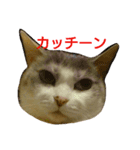 momoko cat（個別スタンプ：7）