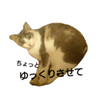 momoko cat（個別スタンプ：8）