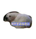 ROYAL ROAD3（個別スタンプ：7）