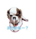 チャコちゃんです（個別スタンプ：1）