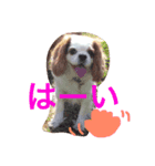 チャコちゃんです（個別スタンプ：5）
