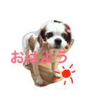 チャコちゃんです（個別スタンプ：6）