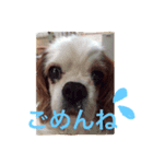 チャコちゃんです（個別スタンプ：7）