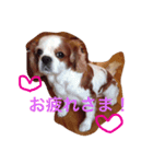 チャコちゃんです（個別スタンプ：8）