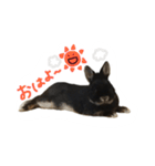 うさぎのつまみちゃんだよ（個別スタンプ：1）