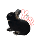 うさぎのつまみちゃんだよ（個別スタンプ：4）