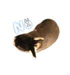 うさぎのつまみちゃんだよ（個別スタンプ：5）