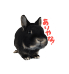 うさぎのつまみちゃんだよ（個別スタンプ：16）